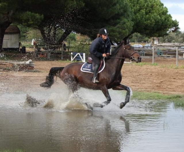 Cheval dans le 17